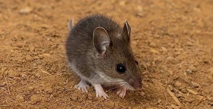 Finding Signs Of Mice In Your Home Heres How To Deal